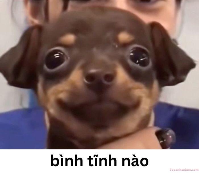 ảnh meme bình tĩnh bựa