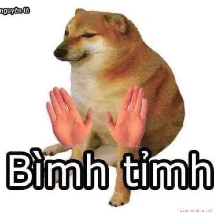ảnh meme bình tĩnh chó