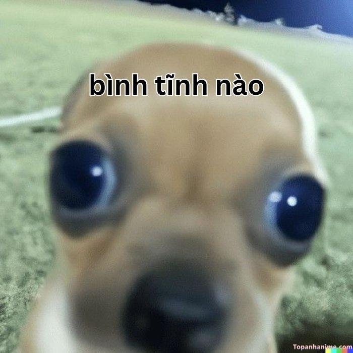 ảnh meme bình tĩnh