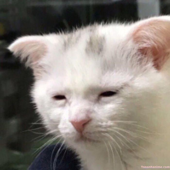 ảnh meme buồn ngủ bựa