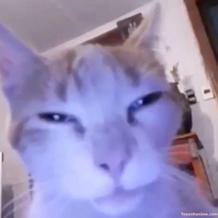 ảnh meme buồn ngủ mèo