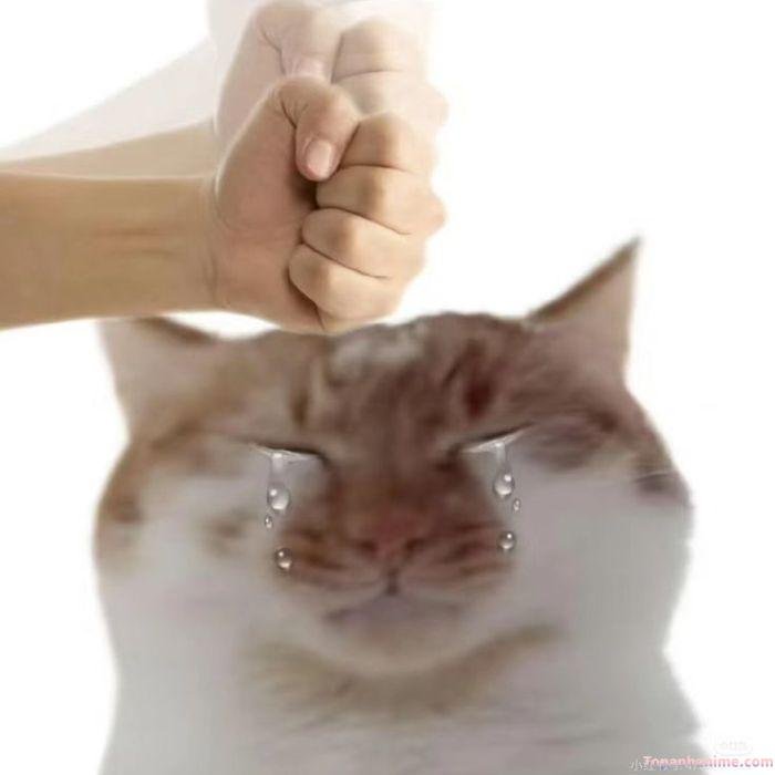 ảnh meme chán mèo