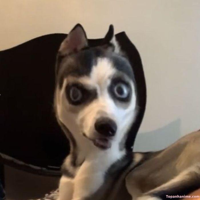 ảnh meme hoang mang con chó