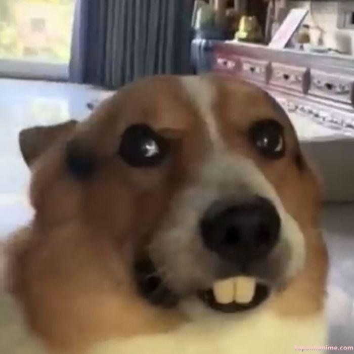 ảnh meme hoang mang siêu chó