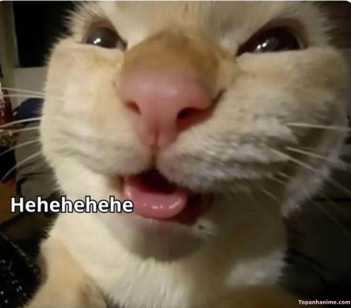 ảnh meme lêu lêu cực bựa