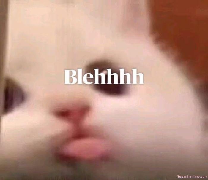 ảnh meme lêu lêu mèo