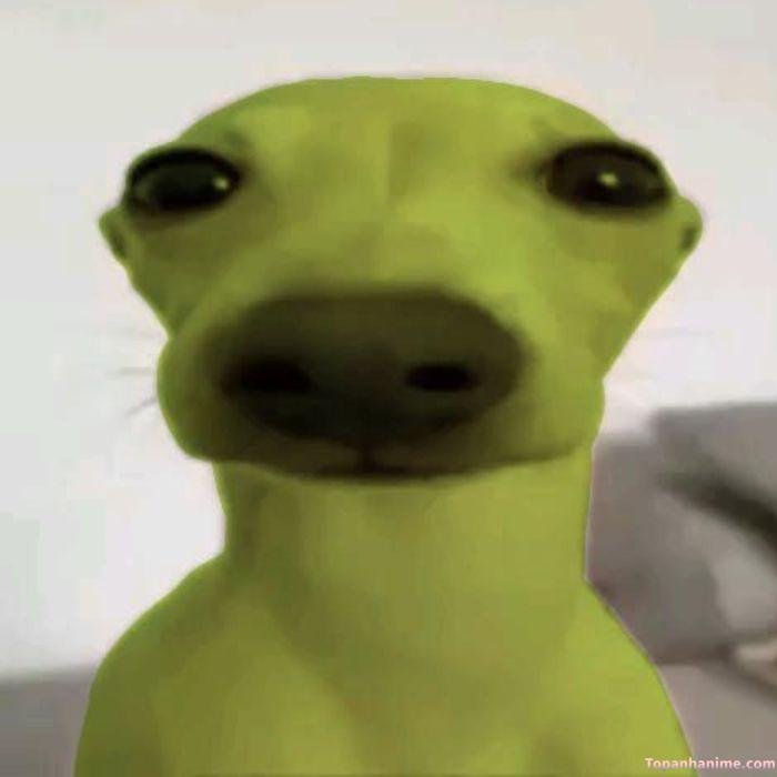 ảnh meme nghiêm túc chó chế