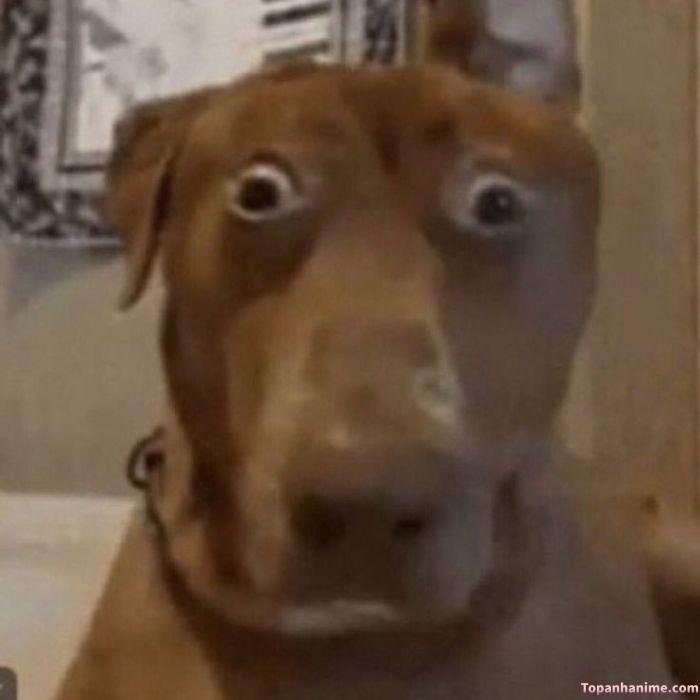 ảnh meme sốc cực hài