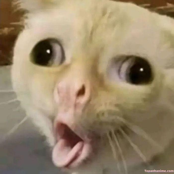 ảnh meme sốc hài