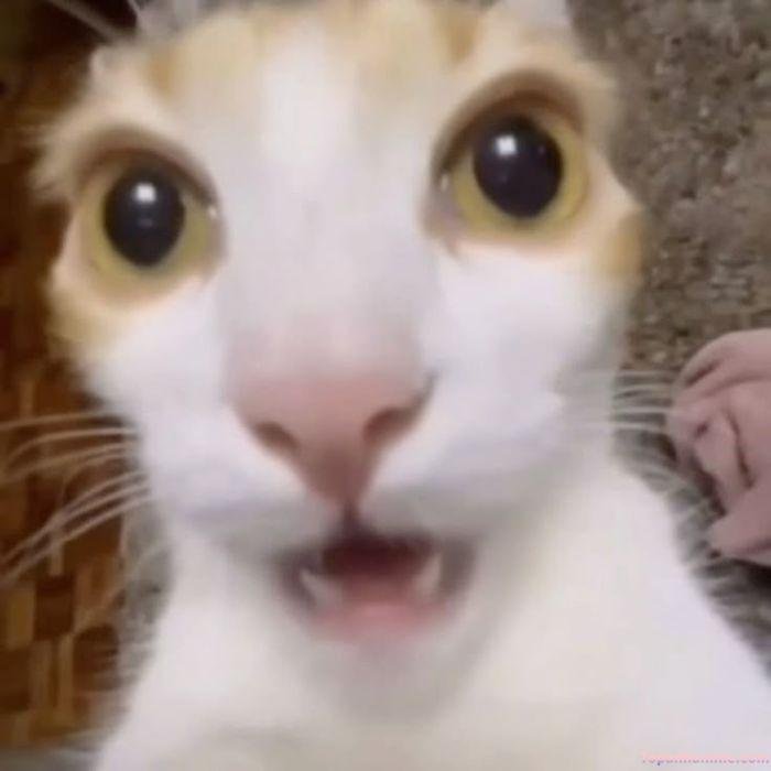 ảnh meme sốc siêu hài