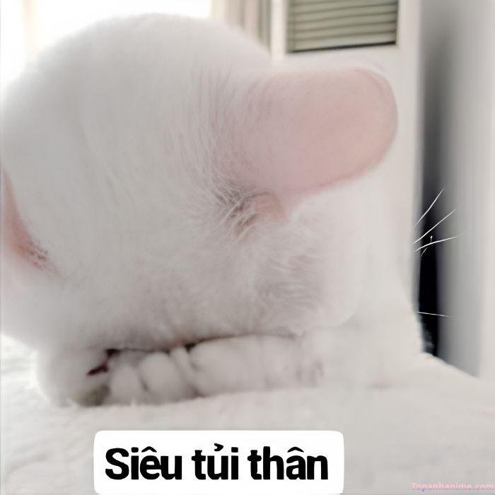 ảnh meme tủi thân mèo