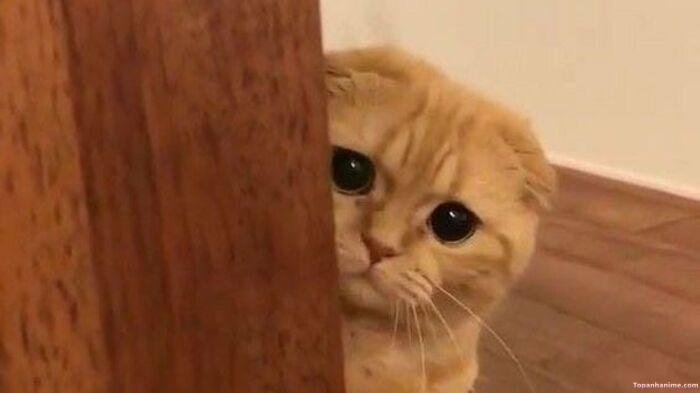 ảnh tuyệt vọng meme con mèo