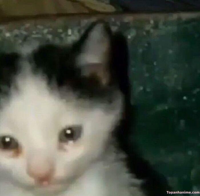 ảnh tuyệt vọng meme mèo bùn