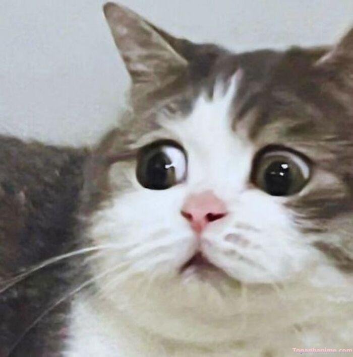 ảnh tuyệt vọng meme mèo