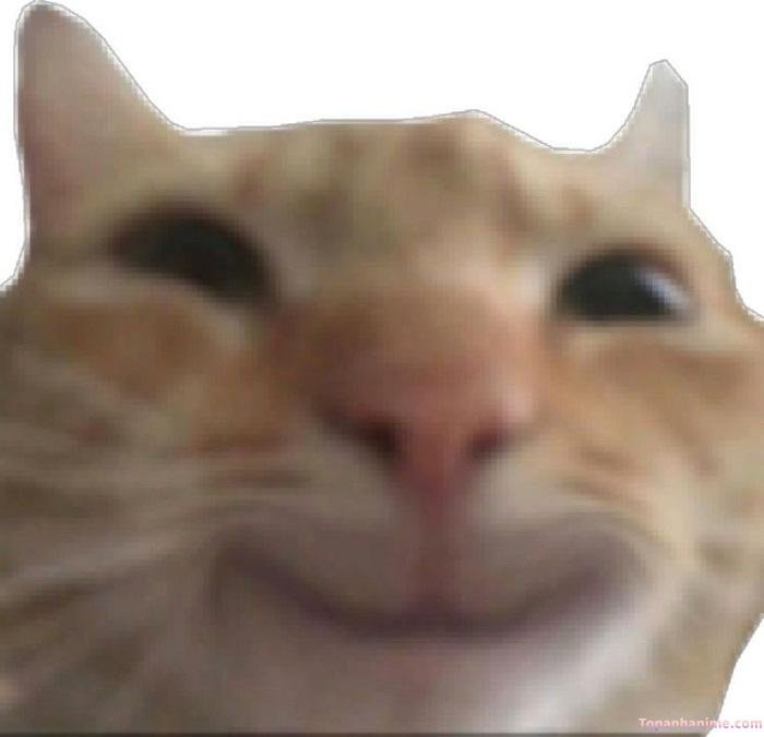 hehe meme mèo cười bựa
