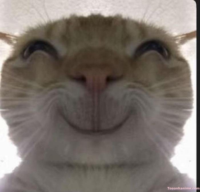 hehe meme mèo hài