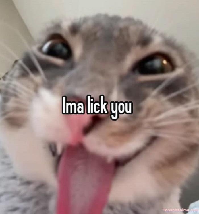 hehe meme mèo