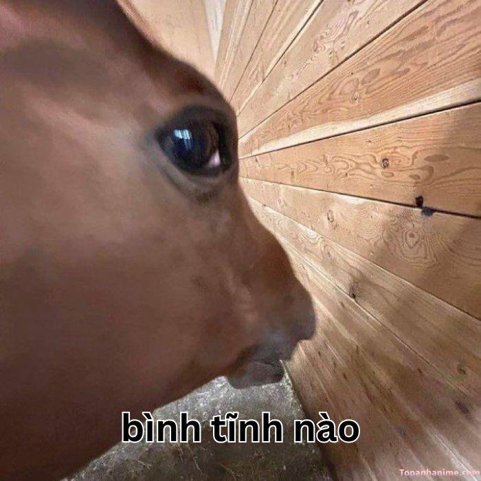 meme bình tĩnh chế bựa