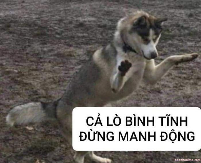 meme bình tĩnh hot