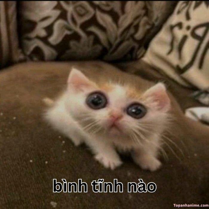 meme bình tĩnh mèo biến dạng