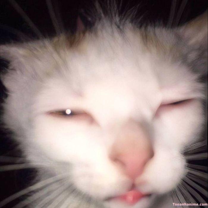 meme buồn ngủ