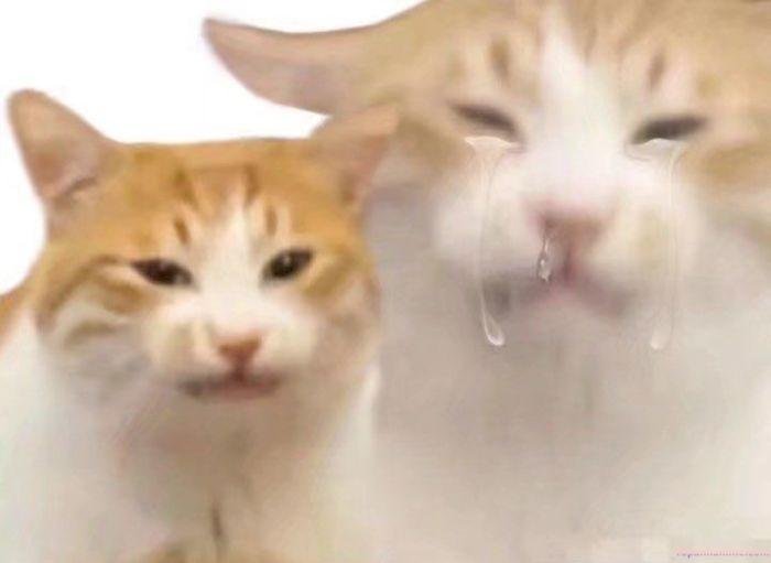 meme chán cực cute
