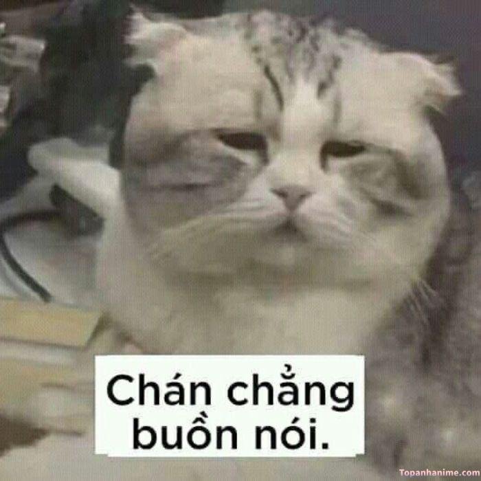 meme chán mèo bựa