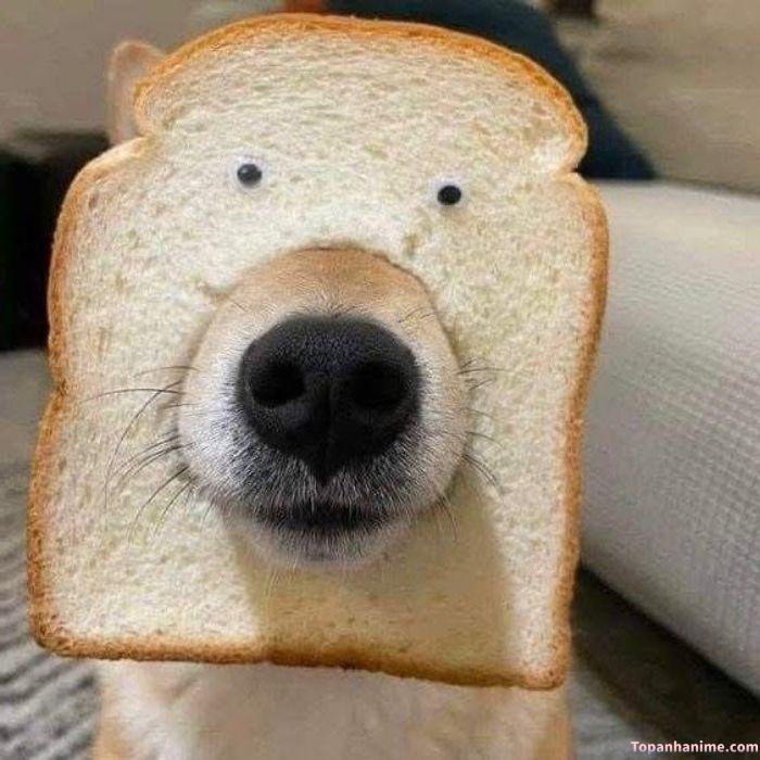 meme hoang mang chó shiba