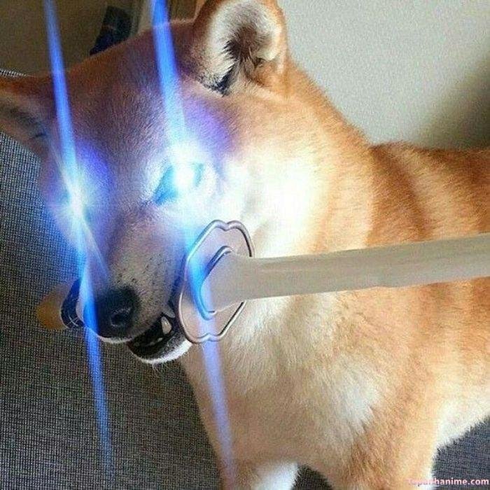 meme hoang mang chó
