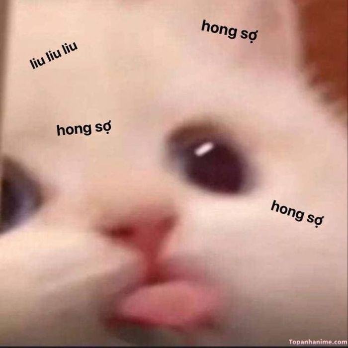 meme lêu lêu con mèo