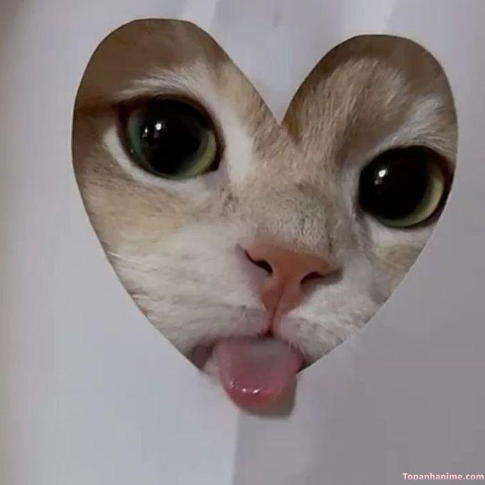meme lêu lêu cute mèo xinh