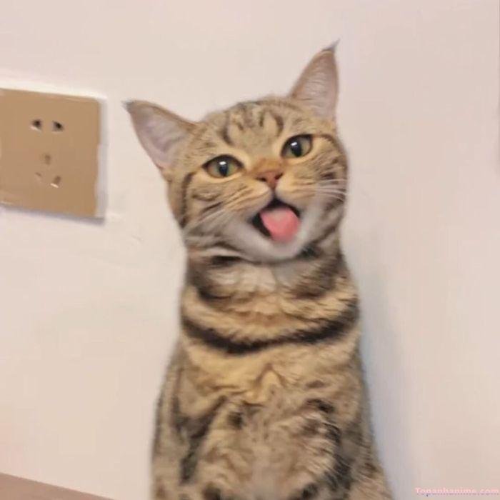 meme lêu lêu cute mèo