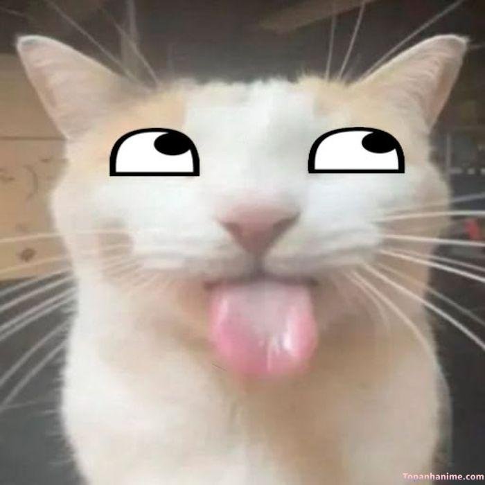 meme lêu lêu ghép