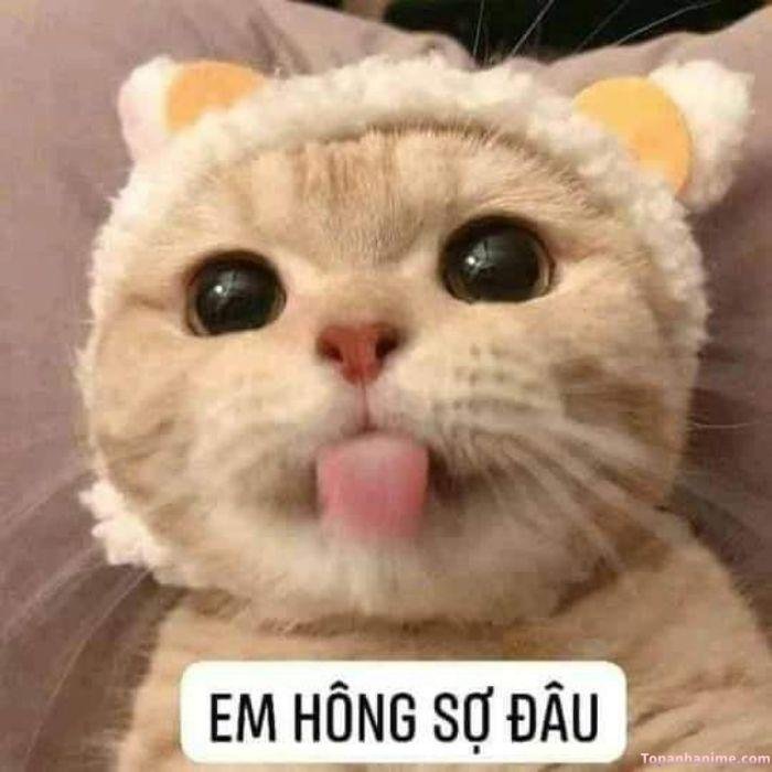meme lêu lêu hông sợ