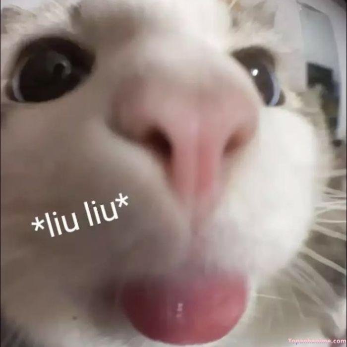 meme lêu lêu liuliu