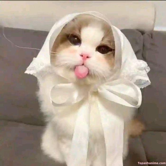 meme lêu lêu mèo cute