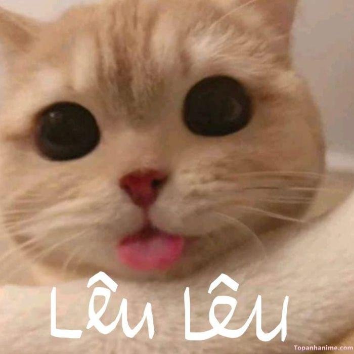 meme lêu lêu trêu ngươi
