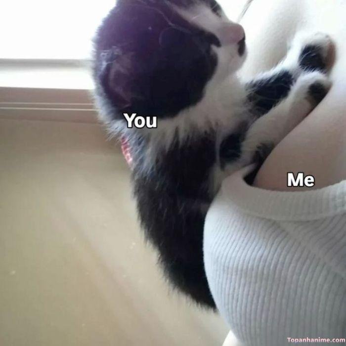meme mlem mèo hài