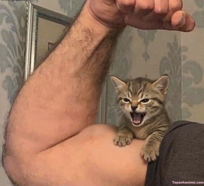 meme mlem mèo
