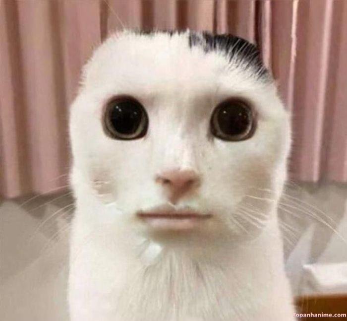 meme nghiêm túc hài bựa