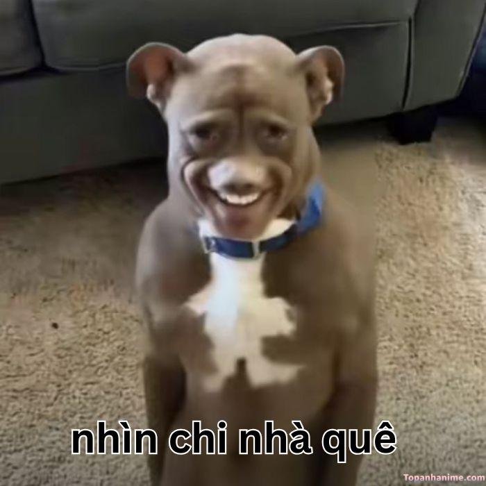 meme quê chó