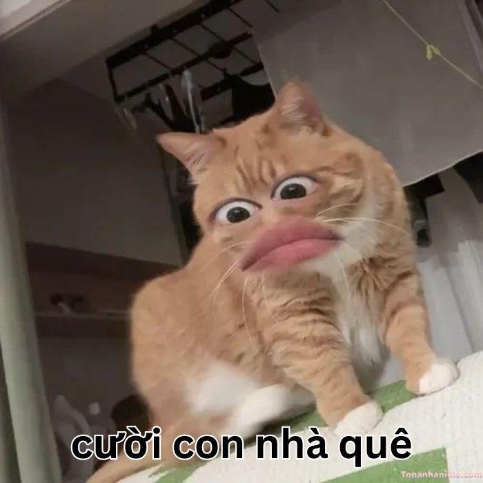 meme quê mèo ghép