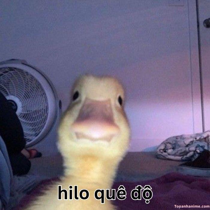 meme quê vịt