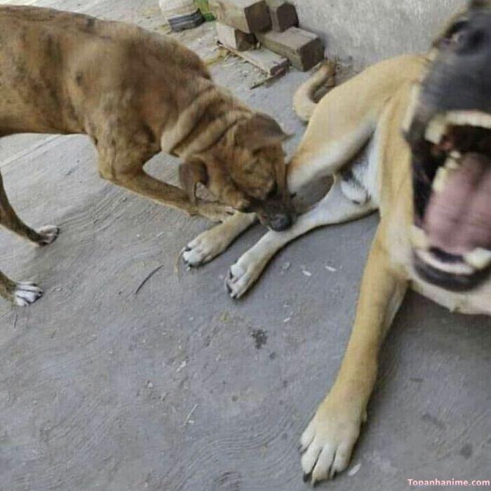 meme sốc bựa chó