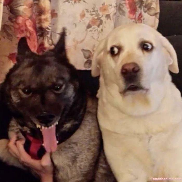 meme sốc con chó