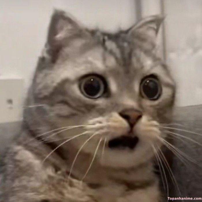 meme sốc con mèo