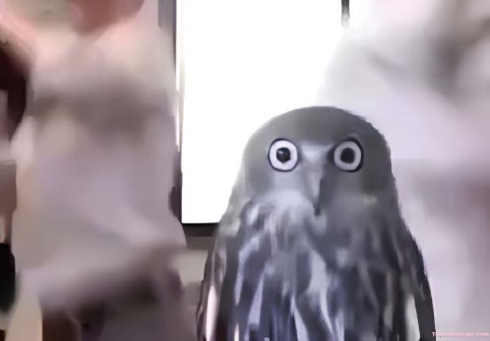 meme sốc cú