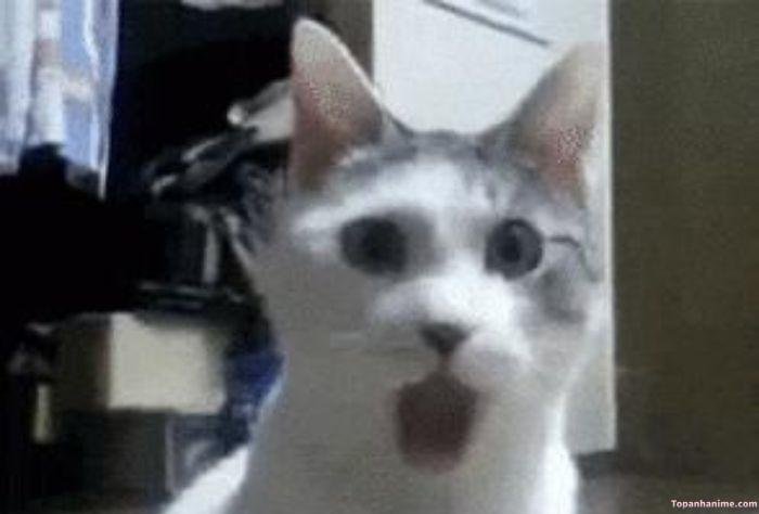meme sốc mèo bựa