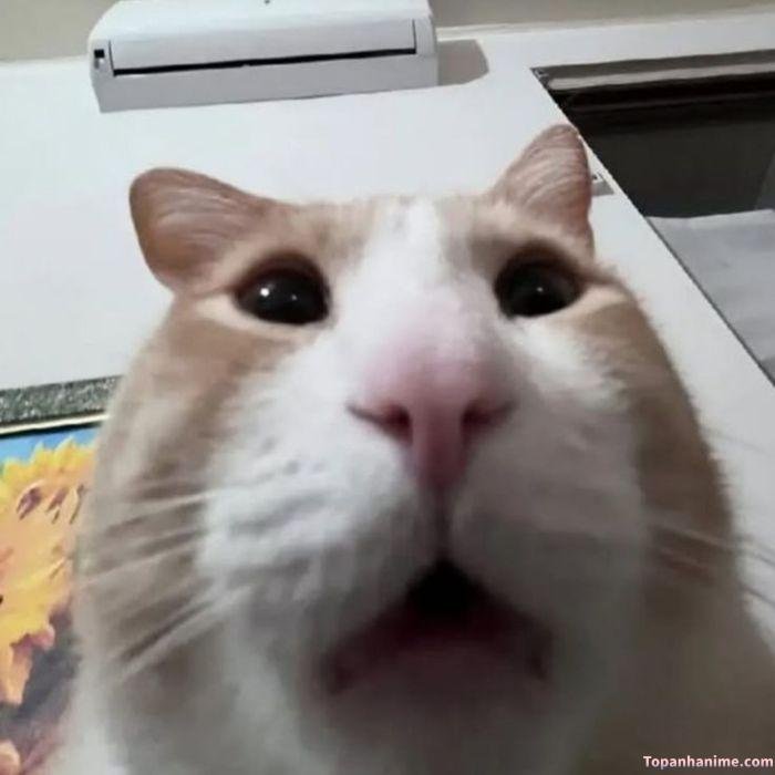 meme sốc mèo hài