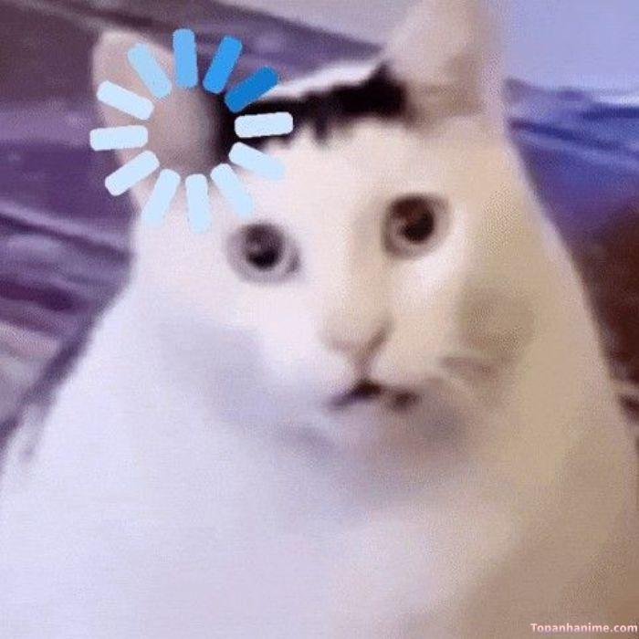meme sốc mèo